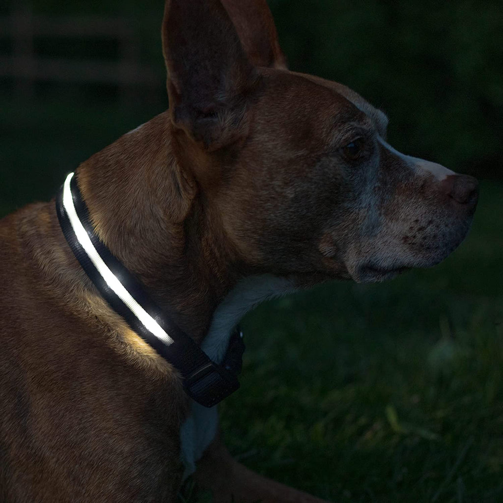' Safety LED Dog Collar – USB Rechargeable with Water Resistant Flashing Light