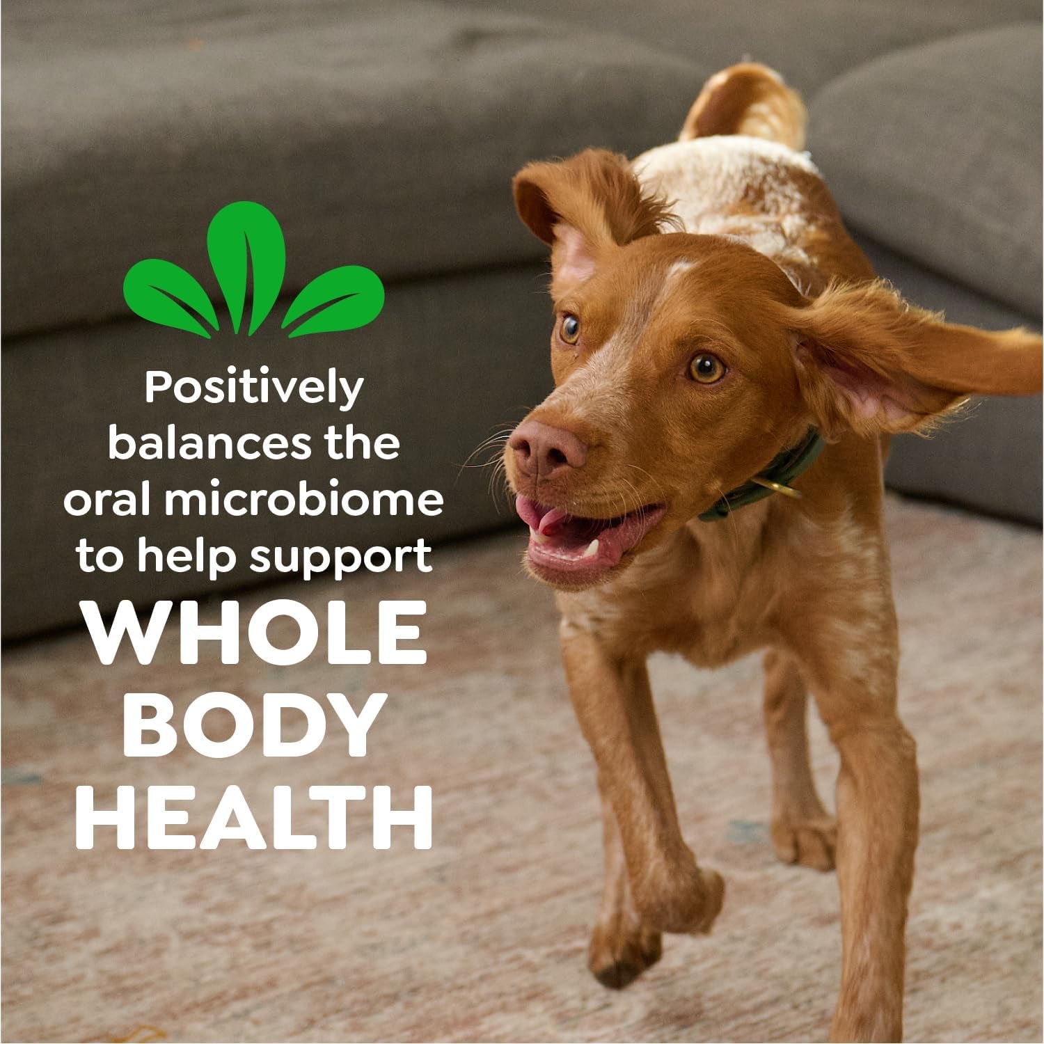 Original Petite Natural Dog Dental Care Chews Oral Health Dog Treats, 36 Ounce Pack (60 Treats)